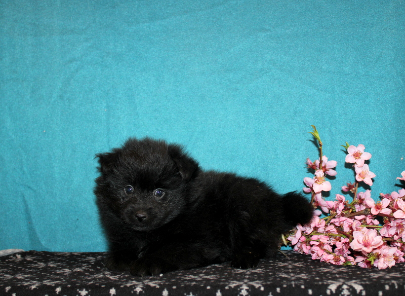 puppy, for, sale, Pomeranian , Matthew B. Stoltzfus, dog, breeder, Gap, PA, dog-breeder, puppy-for-sale, forsale, nearby, find, puppyfind, locator, puppylocator, aca